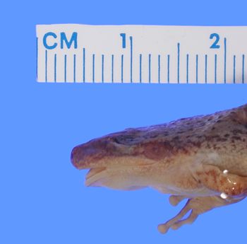 Media type: image; Herpetology A-15851